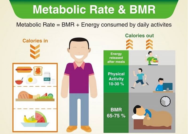 basal metabolic rate 